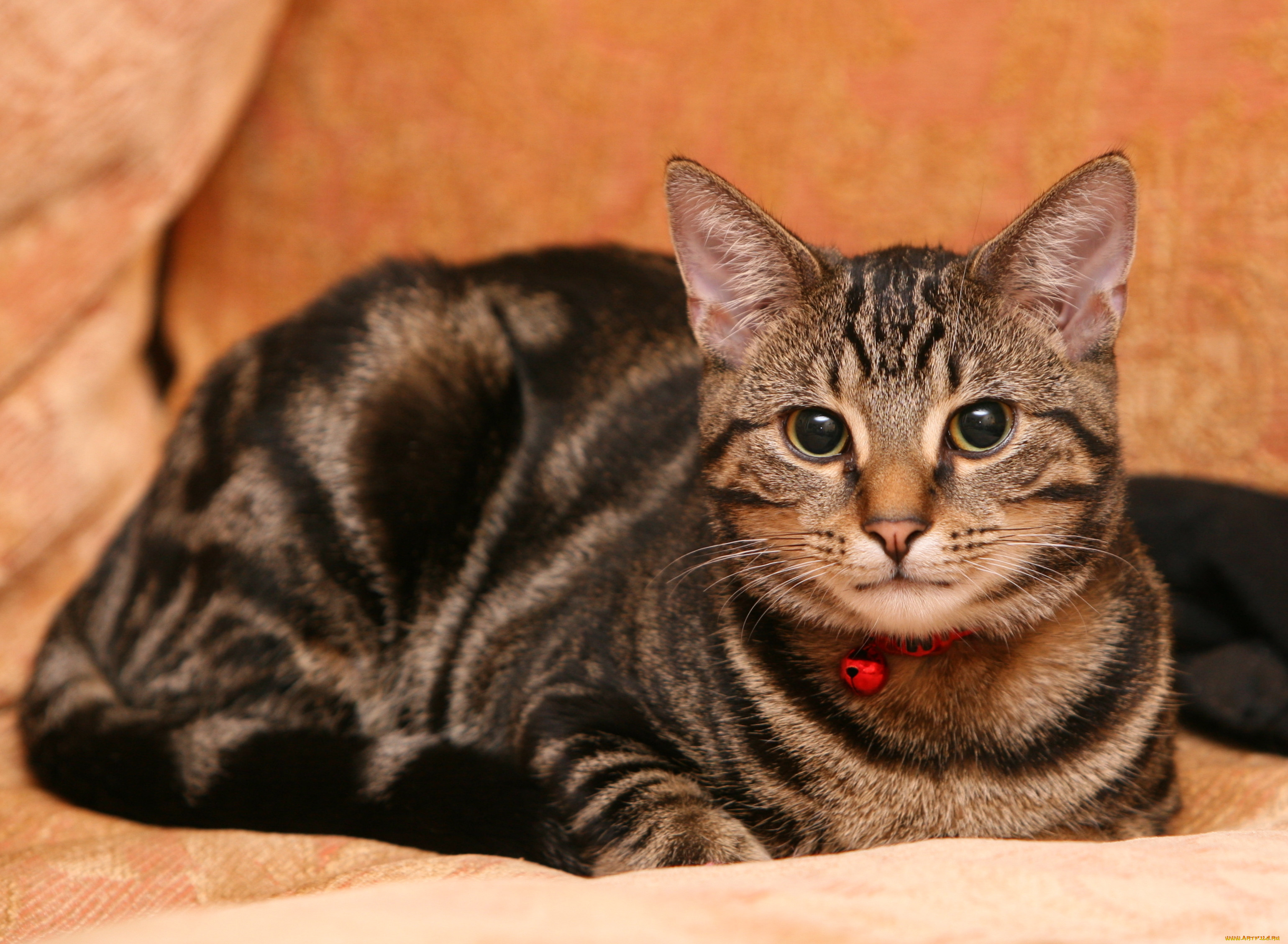 , , cat